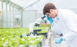 Male plant protection scientist looking down a microscope in a greenhouse