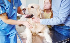 Happy dog being petted on veterinary table