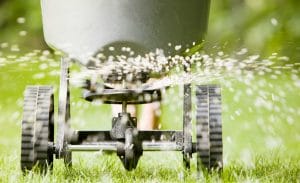 Fertilizer being sprayed from wheel based dispenser