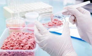 Mince meat being picked up by tweezers from a petri dish