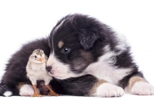 Animal feed and pet food regulations - paper