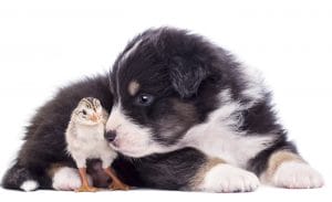 Animal feed and pet food regulations