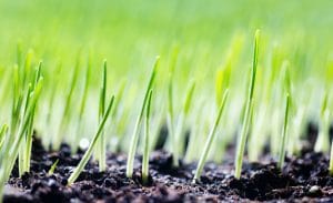 UK Plant Protection Products Regulation