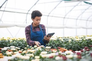A filed of crops, inside a greenhouse, vegetable garden